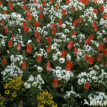 Tulip (Tulipa)