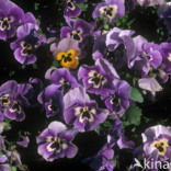Violet (Viola spec.)