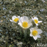 Voorjaarsanemoon (Pulsatilla vernalis)