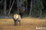 Wapiti (Cervus canadensis)