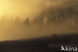 Elk (Cervus canadensis)