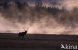 Wapiti (Cervus canadensis)