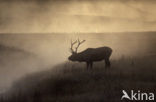 Elk (Cervus canadensis)