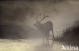Elk (Cervus canadensis)