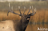 Wapiti (Cervus canadensis)