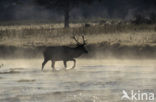 Wapiti (Cervus canadensis)