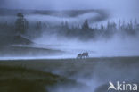 Elk (Cervus canadensis)
