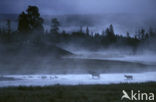 Elk (Cervus canadensis)