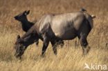 Wapiti (Cervus canadensis)