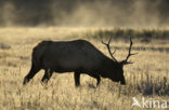 Wapiti (Cervus canadensis)