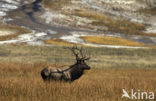 Wapiti (Cervus canadensis)