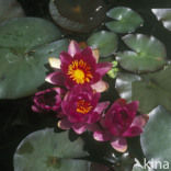 Waterlelie (Nymphaea hybride)