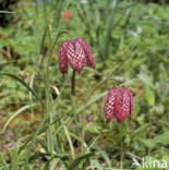 Wilde kievitsbloem (Fritillaria meleagris) 