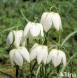 Wilde kievitsbloem (Fritillaria meleagris) 