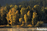 Willow (Salix)