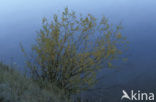 Willow (Salix)