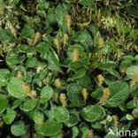 netted willow (Salix reticulata)