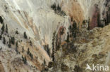 Yellowstone national park