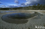 Yellowstone national park