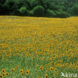 Zonnebloem (Helianthus annuus)