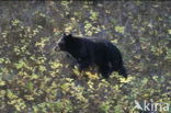 American black bear (Ursus americanus)