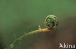 Western brackenfern (Pteridium aquilinum)