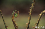 Western brackenfern (Pteridium aquilinum)