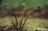 Western brackenfern (Pteridium aquilinum)