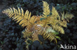 Western brackenfern (Pteridium aquilinum)