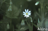 Akkerhoornbloem (Cerastium arvense)