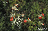 Bekermos (Cladonia spec.)
