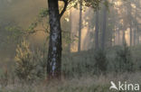 Birch (Betula)