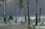 Birch (Betula)
