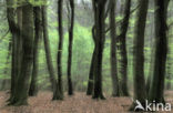 Beech (Fagus spec.)