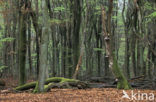 Beech (Fagus spec.)