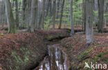 Beech (Fagus spec.)