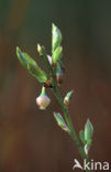 Blauwe bosbes (Vaccinium myrtillus)