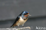 Boerenzwaluw (Hirundo rustica) 