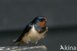 Boerenzwaluw (Hirundo rustica) 