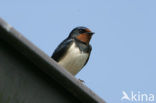 Boerenzwaluw (Hirundo rustica) 