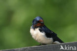 Boerenzwaluw (Hirundo rustica) 