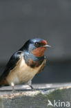 Boerenzwaluw (Hirundo rustica) 