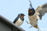 Boerenzwaluw (Hirundo rustica) 