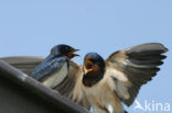 Boerenzwaluw (Hirundo rustica) 