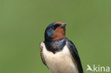 Boerenzwaluw (Hirundo rustica) 