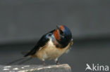 Boerenzwaluw (Hirundo rustica) 