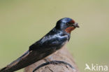 Boerenzwaluw (Hirundo rustica) 