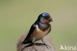 Boerenzwaluw (Hirundo rustica) 