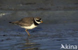 Bontbekplevier (Charadrius hiaticula)