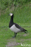 Barnacle Goose (Branta leucopsis)